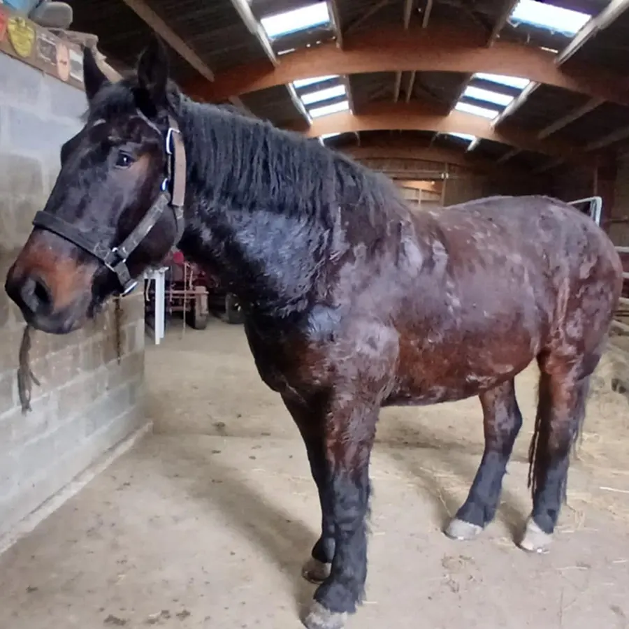 Major de Bianfrie, hongre Cob Normand