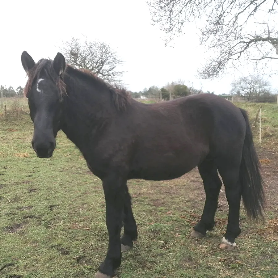 Nicky de Bianfrie, mâle Cob normand
