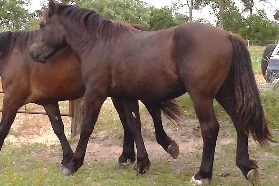 Nicky de Bianfrie, mâle Cob normand