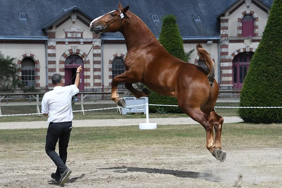 Normandie Horse Show