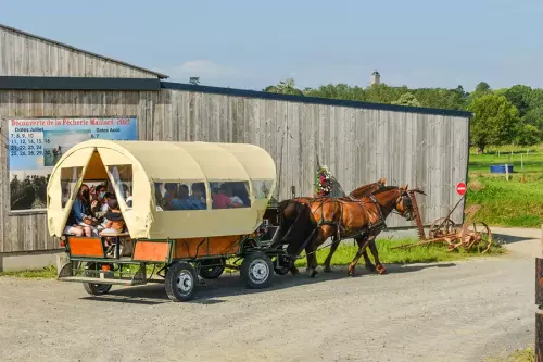 Balade en calèche à cheval