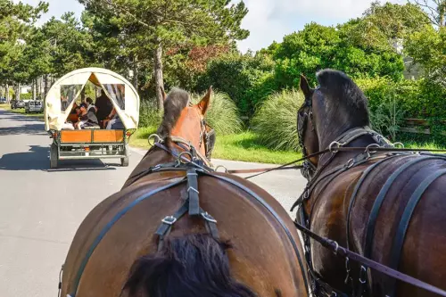 Balade en calèche à cheval