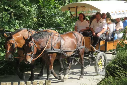 Balade en calèche à cheval