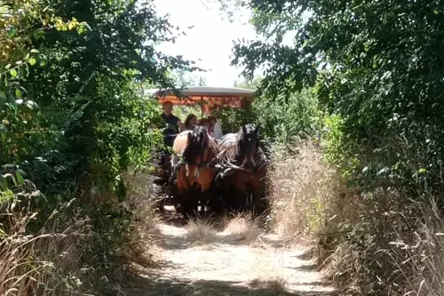 Balade en calèche à cheval