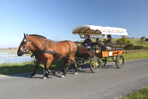 Balade en calèche à cheval