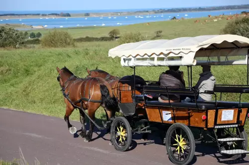 Balade en calèche à cheval