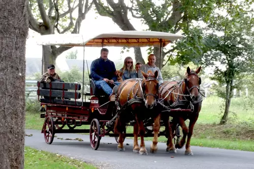 Balade en calèche à cheval