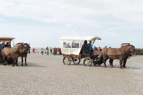 Balade en calèche à cheval