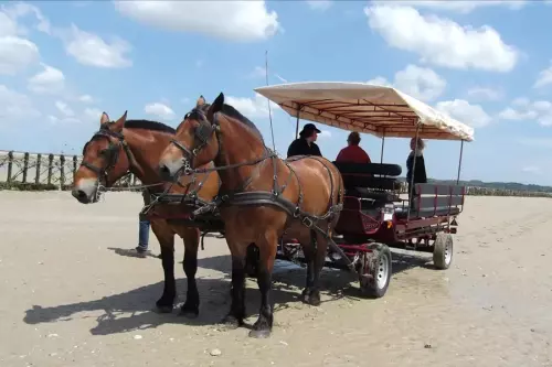 Balade en calèche à cheval