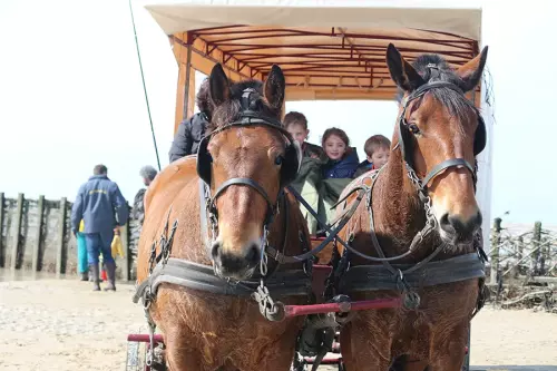 Balade en calèche Handicap