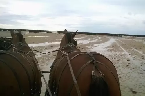 Balade en calèche Handicap