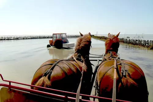 Balade en calèche Handicap