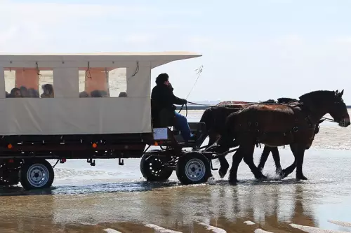 Balade en calèche Handicap