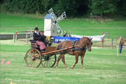 Concours jeunes chevaux au Haras du Pin