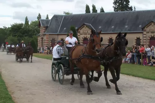 Attelages au Haras de Saint-Lô