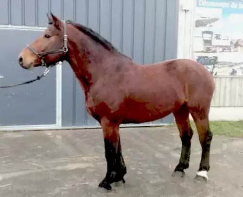 Izzi du Tchainee, étalon Cob Normand