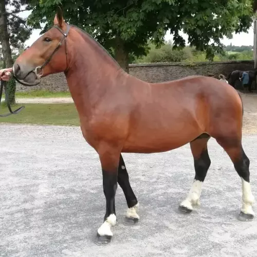 Jasmin 3, étalon Cob Normand