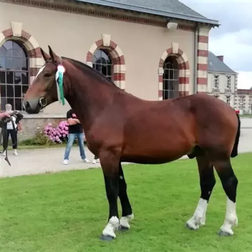 Jasmin 3, étalon Cob Normand