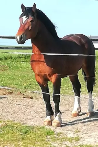 Jasmin 3, étalon Cob Normand