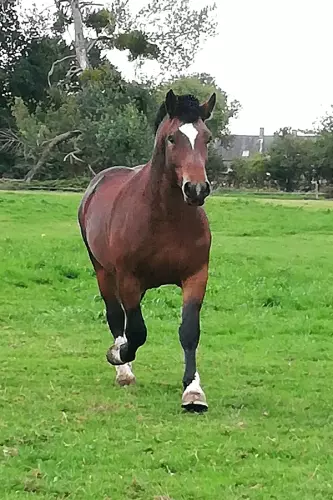 Jasmin 3, étalon Cob Normand
