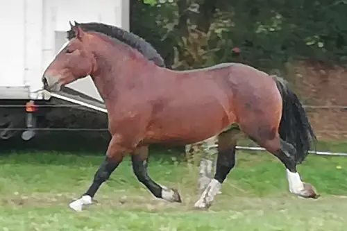 Jasmin 3, étalon Cob Normand