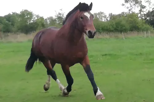Jasmin 3, étalon Cob Normand