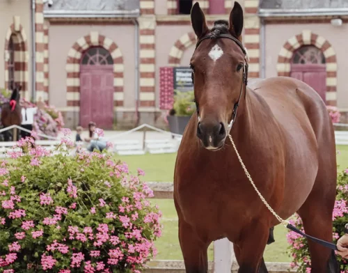 Ninas des Prairies, étalon Cob Normand