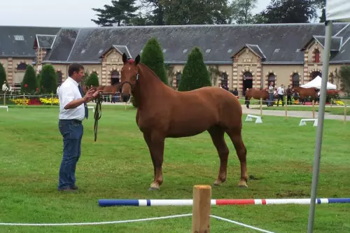 Normandie Horse Show, Cob Normand