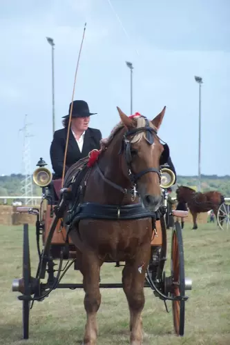 Concours utilisation, hippodrome de Lisieux