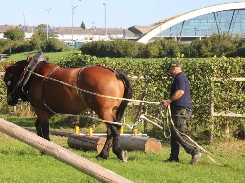 Épreuve de débardage avec Virgul du Four au labeur