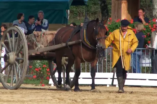 Route des Vignobles en Bourgogne, défilé