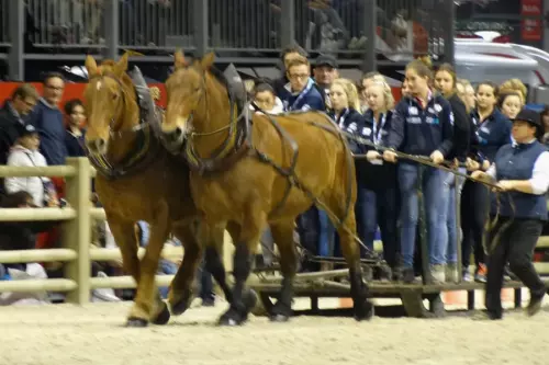 Salon du cheval, traction