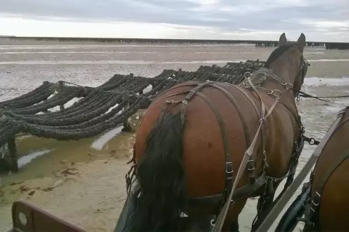 Pêcherie La Maillard